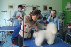 比熊犬美容方法讲解与练习