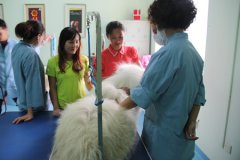 萨摩耶美容方法讲解练习