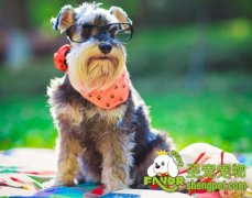 不同季节狗狗饮食的注意事项