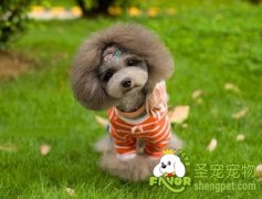 解决泰迪犬爱叫习惯的方法