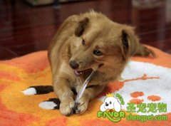 给狗狗刷牙的方法