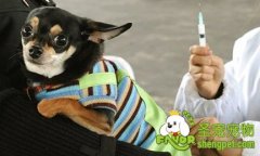 关于宠物疫苗知识常见问答