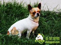 引起狗狗鼻炎的原因及诊断要点