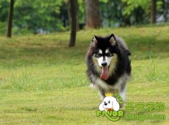 哪种狗狗易患蠕形螨病