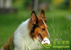 预防狗狗蠕形螨病的方法