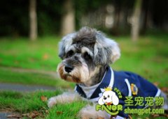 防止狗狗过节综合征