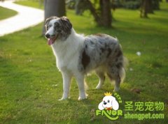 解读狗狗的各种身体语言