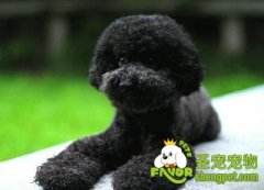 泰迪日常皮毛护理小贴士