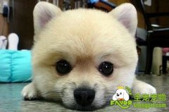 博美的卖萌造型的修剪方法