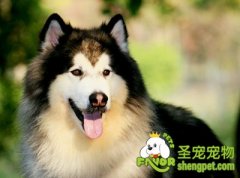 关于狗狗掉毛相关宠物知识问答