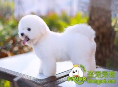 狗狗发生意外的急救知识