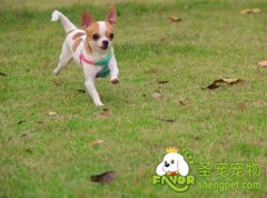 新手养狗狗必知问题(二)