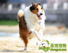 带狗狗出行需要注意的事项