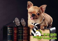 养狗狗有哪些需要花钱的地方(一)