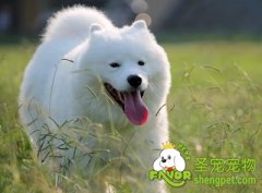 给狗狗按摩的方法及好处