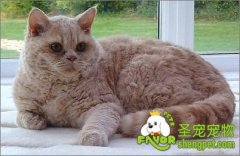 引起猫咪便秘的原因