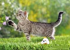 猫神经性皮炎有哪些表现