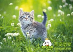 治疗猫神经性皮炎的方法