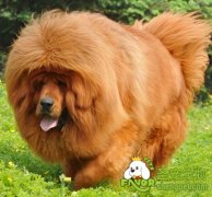 藏獒犬有哪些优点