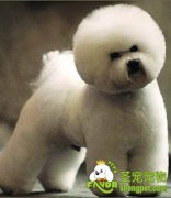 比熊和泰迪有什么区别