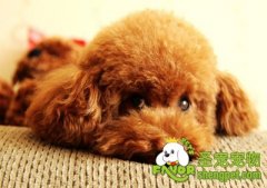 北京买泰迪犬多少钱