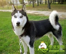 哈士奇该如何饲养