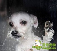 如何去除狗狗身上的异味