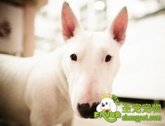 给狗狗喂食需要注意的事项