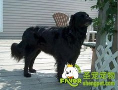 狗狗夏季该怎么管理