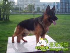 怎样让德国牧羊犬乖乖吃药
