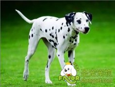 大麦町犬的挑选标准