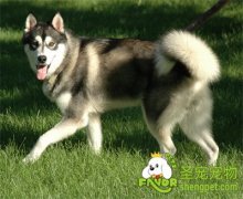 阿拉斯加雪橇犬的性格特征有哪些