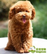 如何饲养泰迪犬幼犬