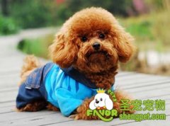 泰迪犬美容护理的方法