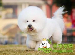 挑选健康狗狗的技巧