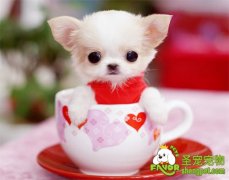 如何饲养茶杯犬