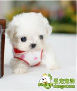 饲养茶杯犬需要注意什么