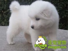 狗狗乱咬东西怎么办