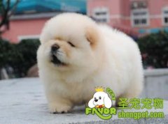 狗狗不许动以及喂食前不叫的训练