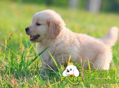 怎么更好的接触狗狗并改正狗狗的扑人的恶习