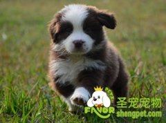 成年犬最常见的训练