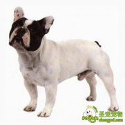 如何喂养斗牛犬