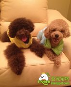 如何饲养泰迪犬