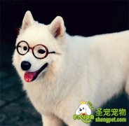 狗狗智商排名的原因