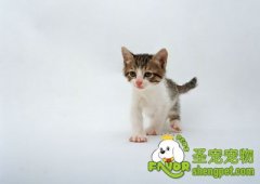 猫瘟的表现症状有哪些