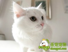 治疗猫瘟的方法