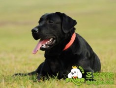 幼犬狗粮和成犬狗粮有什么区别