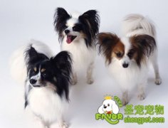 怎样给狗狗补钙？需要注意什么？