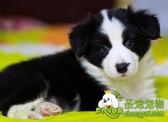 狗狗注射疫苗的注意事项