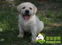 狗粮的种类与选择方法